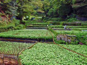 Wasabi Fields in Izu