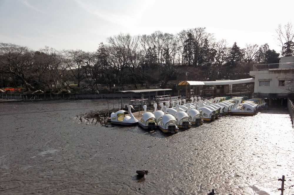 Drained Inokashira Lake