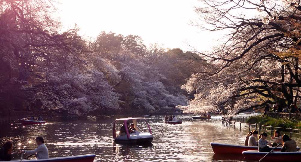 Inokashira Park during the hanami season