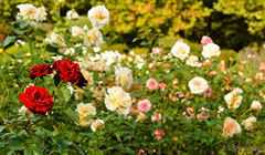 Roses in Shinjuku Gyoen